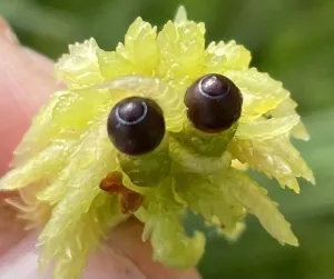 Torfmoos Samenkapseln © Greta Gaudig