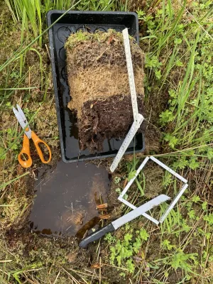 Torfmoosrasen © Greta Gaudig