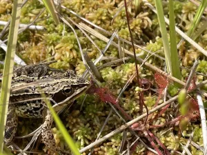 Frosch im Hankhauser Moor © Greta Gaudig