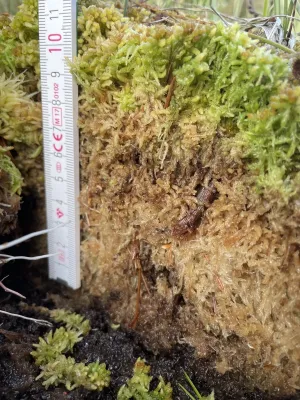 Torfmoosrasen © Greta Gaudig